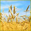 Товарные рынки пшеница